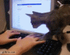 The AI-generated cat pictures thread-just-gonna-lay-right-here_b84ba7_4377894.gif