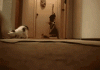 The AI-generated cat pictures thread-silly-kittens_6d0560_4377884.gif