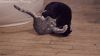 The AI-generated cat pictures thread-get-off-.-found-my-dash_a20139_4467825.gif