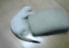 The AI-generated cat pictures thread-cat-treadmill.-pretty-cheap-too_1d71f6_3858224.gif