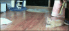 The AI-generated cat pictures thread-wat_230b8d_3847242.gif