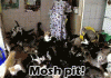 The AI-generated cat pictures thread-mosh.-so-many-cats-not-mine-none-these-are_c2f2e4_4162977.gif