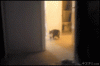 The AI-generated cat pictures thread-fucking-cats_882cb6_4097898.gif