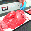 The AI-generated cat pictures thread-lungs-.-.gif-i-sloppily-put-together-short_f996d9_5101961.gif