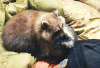 The AI-generated cat pictures thread-i-want-touch-its-face.-i-touched-its-face-small-why_cb717e_5100379.gif