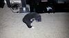 The kitten &amp; cat thread-20130802_211140_zps8950e7b3.jpg