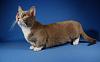 The AI-generated cat pictures thread-munchkin-cat580x360.jpg