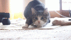 The AI-generated cat pictures thread-shake-it_945873_5126044.gif