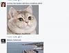 The AI-generated cat pictures thread-image-%5Bwww.imagesplitter.net%5D-9-0.jpeg