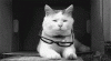 The AI-generated cat pictures thread-anigif_enhanced-10327-1399397190-1.gif