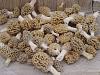 Scored me some awesome fungus-dsc01389.jpg