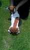 How (and why) to Ramble on your goat sideways-markings-30.jpg