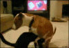 The AI-generated cat pictures thread-doghumpscatshead.gif