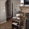 The AI-generated cat pictures thread-uzekynz.gif