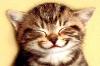 The AI-generated cat pictures thread-laughingcat.jpg