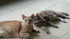 The kitten &amp; cat thread-forumrunner_20140713_184039.png