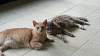 The kitten &amp; cat thread-forumrunner_20140713_184115.png