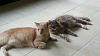 The kitten &amp; cat thread-forumrunner_20140713_184138.png