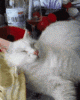 The kitten &amp; cat thread-tumblr_n6o55yd0qq1t4o62mo1_250.gif