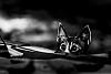 The AI-generated cat pictures thread-cat-black-white-photography-5.jpg