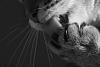 The AI-generated cat pictures thread-cat-black-white-photography-24.jpg