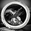 The AI-generated cat pictures thread-cat-black-white-photography-6.jpg