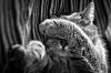 The AI-generated cat pictures thread-cat-black-white-photography-7.jpg