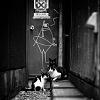 The AI-generated cat pictures thread-cat-black-white-photography-141.jpg