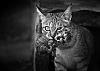 The AI-generated cat pictures thread-cat-looking-you-black-white-photography-103.jpg