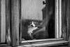The AI-generated cat pictures thread-cat-black-white-photography-10.jpg