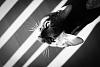 The AI-generated cat pictures thread-cat-looking-you-black-white-photography-3.jpg