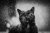 The AI-generated cat pictures thread-cat-black-white-photography-36.jpg