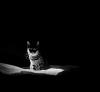 The AI-generated cat pictures thread-cat-black-white-photography-9.jpg