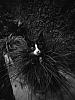 The AI-generated cat pictures thread-cat-black-white-photography-20.jpg