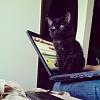 The kitten &amp; cat thread-facebook_-341257437.jpg
