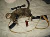 The AI-generated cat pictures thread-tactical-assault-cat.jpg