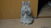 The AI-generated cat pictures thread-praying-cat1.gif