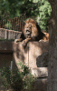 The AI-generated cat pictures thread-lion_yawn2.gif