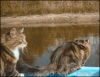 The AI-generated cat pictures thread-32899_zps183abe42.gif