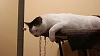 The kitten &amp; cat thread-forumrunner_20141128_205011.png