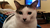 The kitten &amp; cat thread-forumrunner_20141128_205028.png