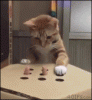 The AI-generated cat pictures thread-i.chzbgr-16.gif