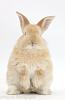 The kitten &amp; cat thread-32318-young-sandy-rabbit-sitting-up-its-haunches-white-background.jpg