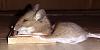 The AI-generated cat pictures thread-deadmau5_2.jpg