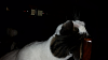 The AI-generated cat pictures thread-forumrunner_20150204_185440.png