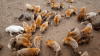 The AI-generated cat pictures thread-f306820672a9e31c1b3f5ae7db0df496.gif