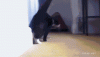 The AI-generated cat pictures thread-cat_flourish-468x266.gif