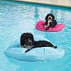 The AI-generated cat pictures thread-kai-pet-pool-floats-1.jpg