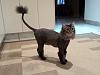 The kitten &amp; cat thread-ava-her-lion-cut-hairstyle2.jpg