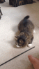The AI-generated cat pictures thread-anigif_enhanced-buzz-23447-1401455893-32.gif